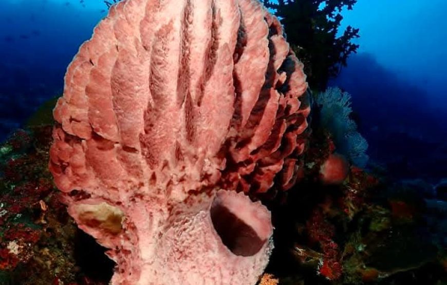 [8D7N Leisure Cruise] Sorong- Raja Ampat – Sorong