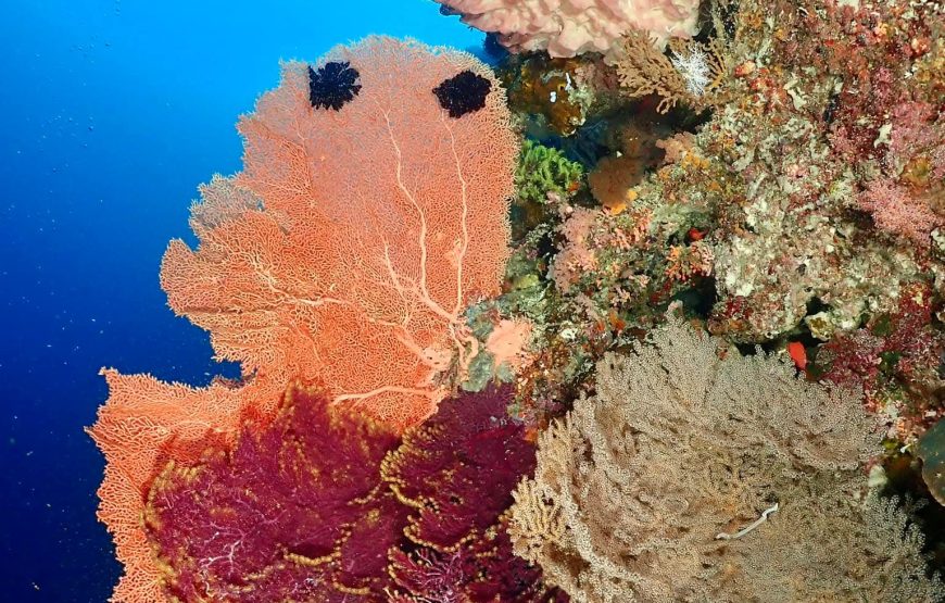[8D7N Leisure Cruise] Sorong- Raja Ampat – Sorong