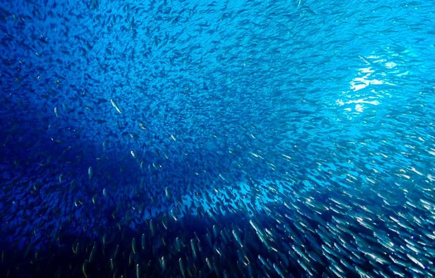 [8D7N Leisure Cruise] Sorong- Raja Ampat – Sorong