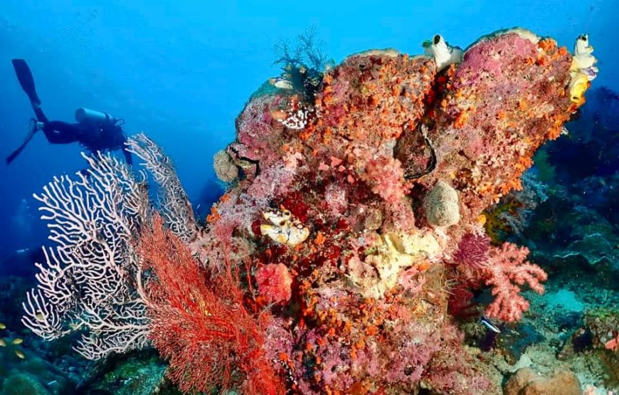 [8D7N Leisure Cruise] Sorong- Raja Ampat – Sorong