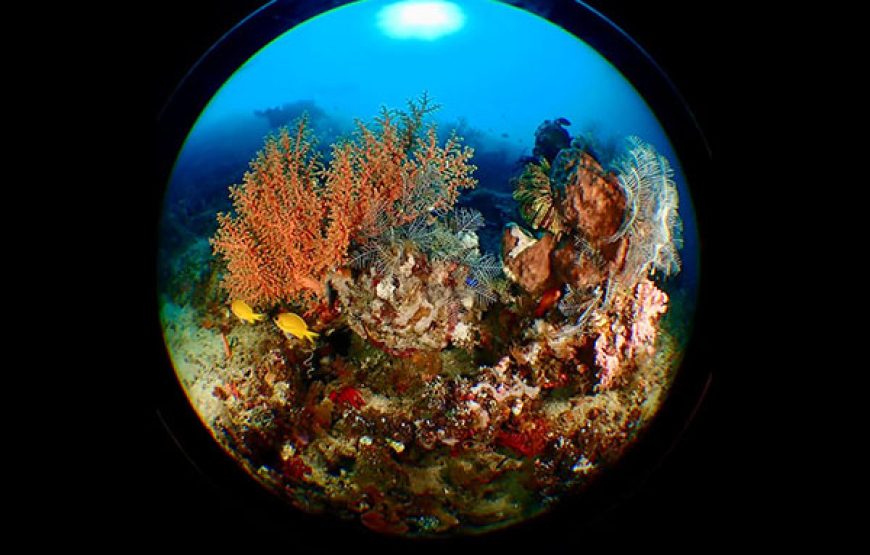[7D6N Diving Cruise] Sumbawa – Komodo