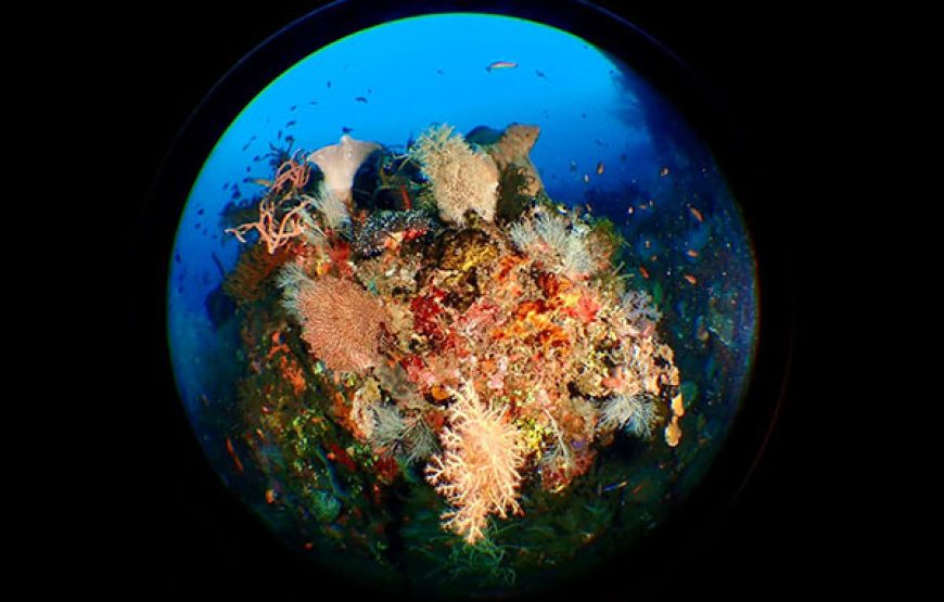 [7D6N Diving Cruise] Sumbawa – Komodo