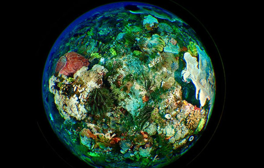[7D6N Diving Cruise] Sumbawa – Komodo