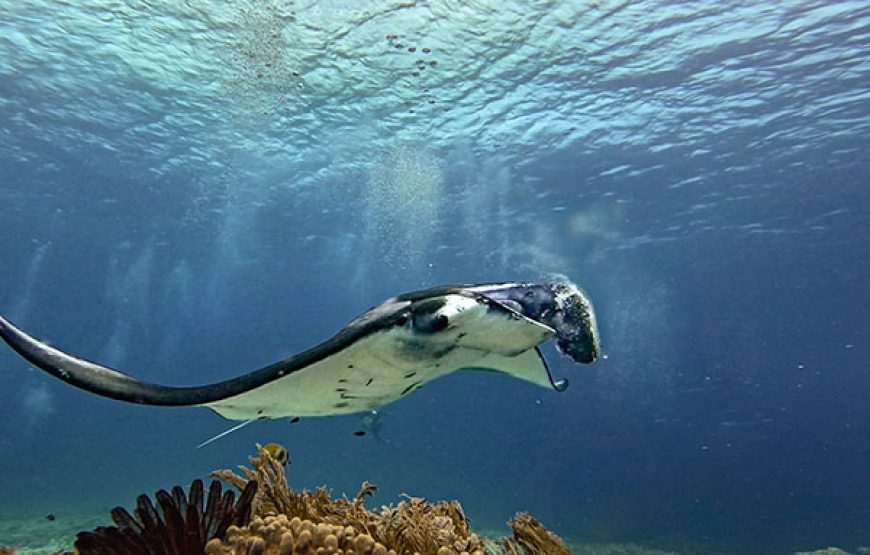 [7D6N Diving Cruise] Sumbawa – Komodo