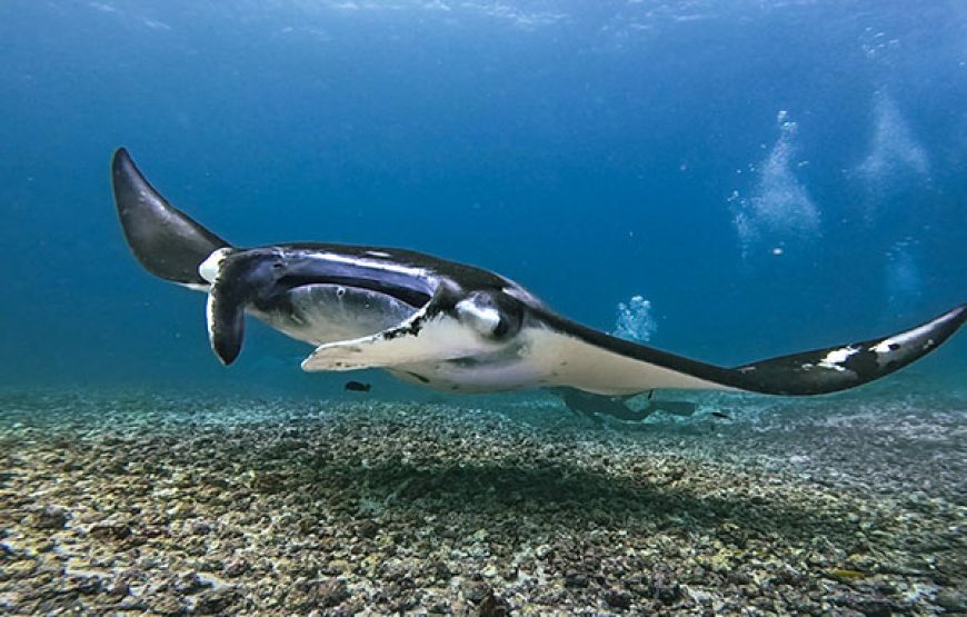 [10D9N Diving Cruise] Sorong-Misool-Ambon