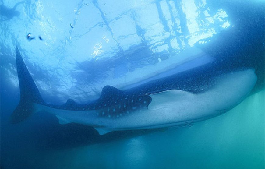 [7D6N Diving Cruise] Sumbawa – Komodo