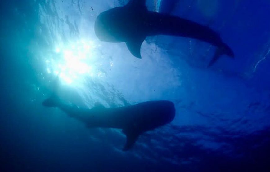 [7D6N Diving Cruise] Sumbawa – Komodo