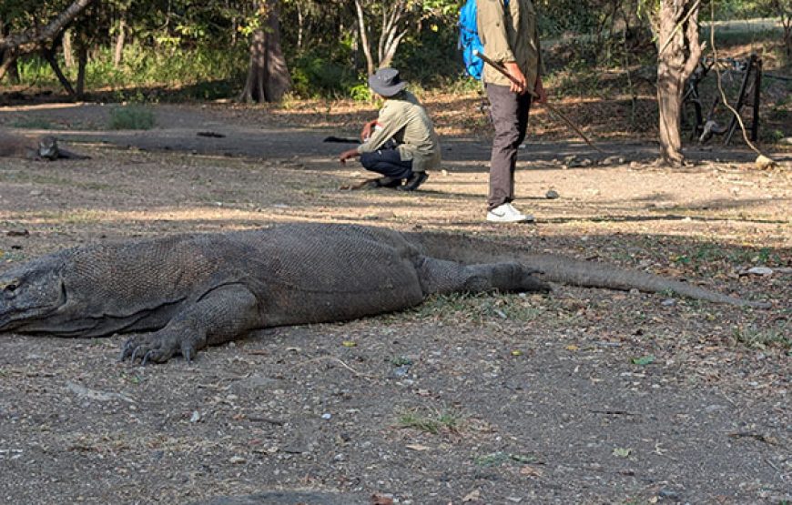 [7D6N Diving Cruise] Sumbawa – Komodo