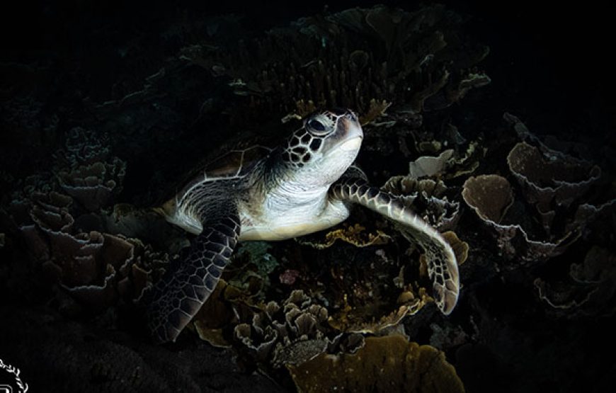 [7D6N Diving Cruise] Sumbawa – Komodo