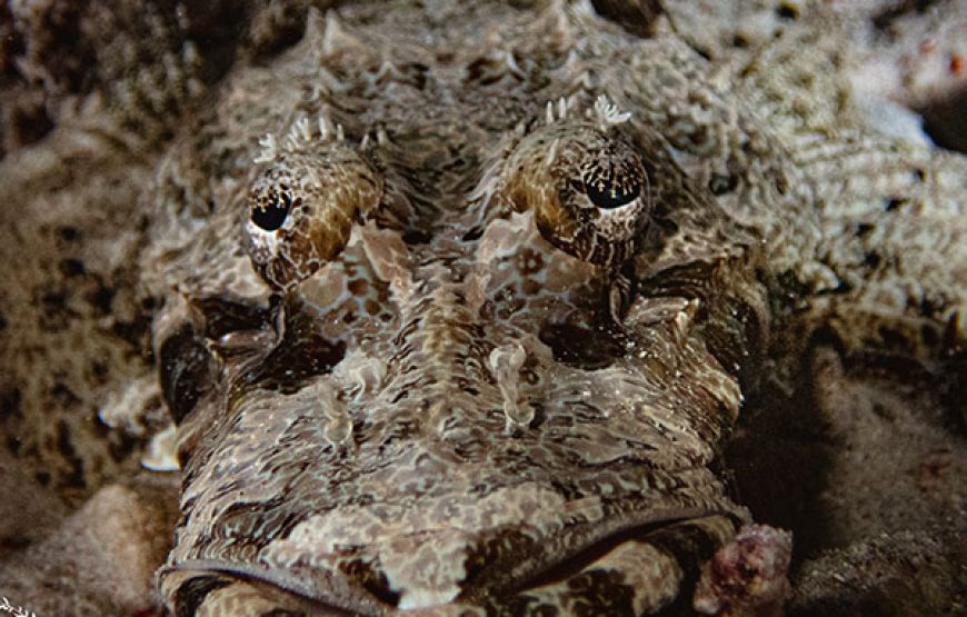 [7D6N Diving Cruise] Sumbawa – Komodo