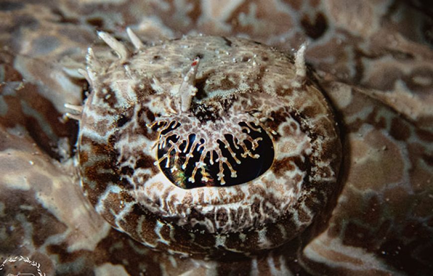 [7D6N Diving Cruise] Sumbawa – Komodo