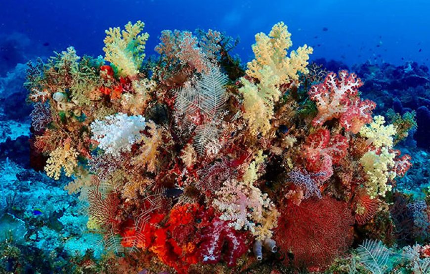 [10D9N Diving Cruise] Sorong-Misool-Ambon