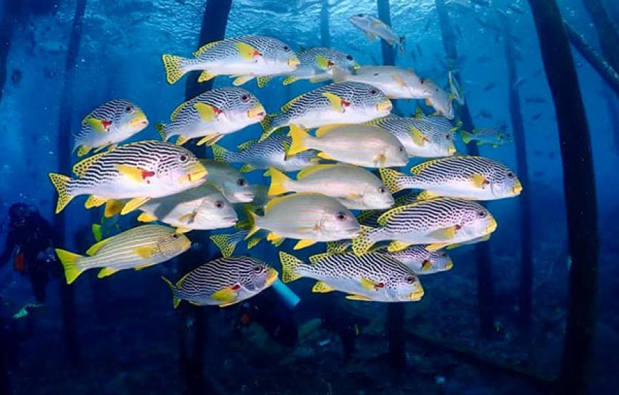 [10D9N Diving Cruise] Sorong-Misool-Ambon