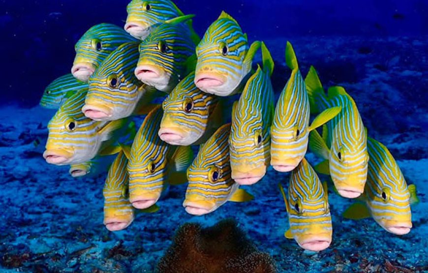 [10D9N Diving Cruise] Sorong-Misool-Ambon